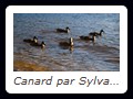 Canard par Sylvain Dallaire