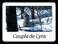 Couple de Lynx par Catherine & Sylvain